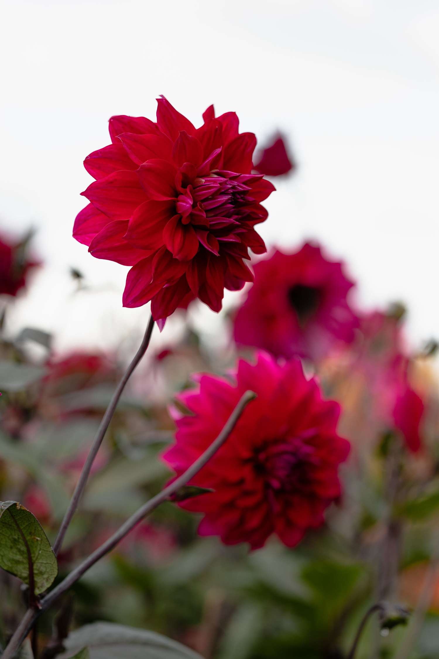 Dahlie 'Engelhardts Matador'